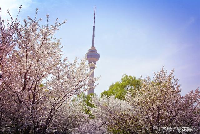 赏樱花的地方排行榜，眼下你最该去的地方