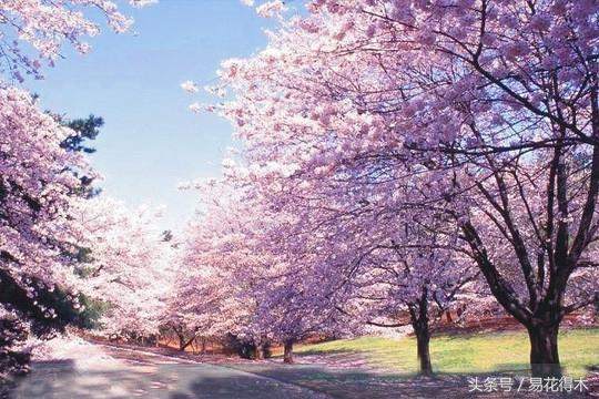 赏樱花的地方排行榜，眼下你最该去的地方