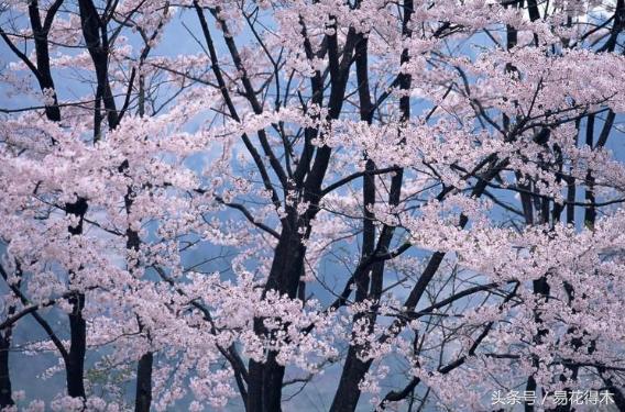 赏樱花的地方排行榜，眼下你最该去的地方