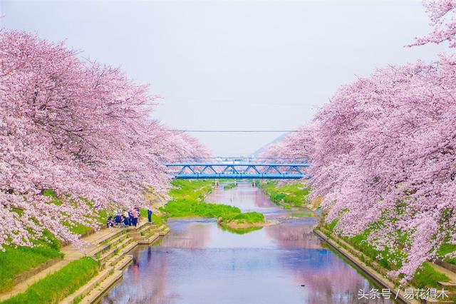 赏樱花的地方排行榜，眼下你最该去的地方