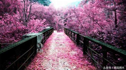 赏樱花的地方排行榜，眼下你最该去的地方