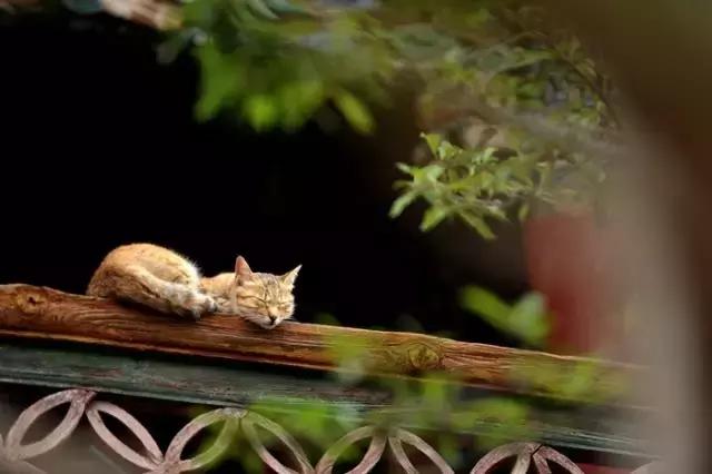 情诗短句最美，最美的三行情诗