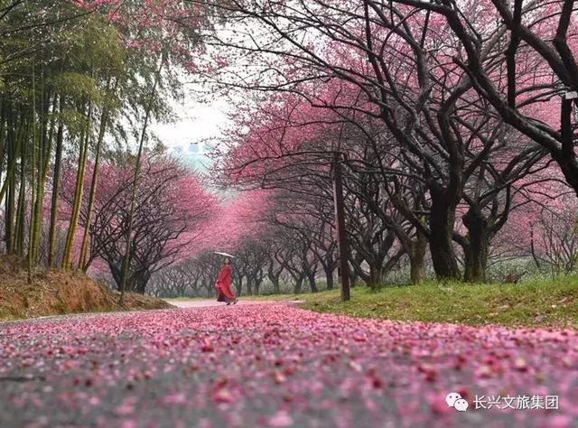 万树繁花看尽万千风景，花不迷人人自迷