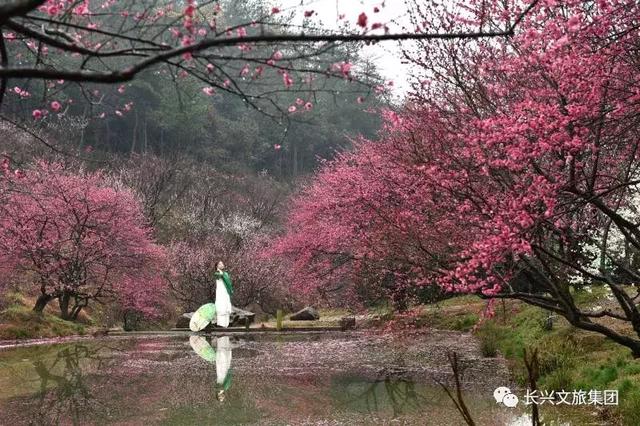 万树繁花看尽万千风景，花不迷人人自迷