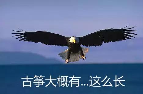 古筝和古琴的区别，古筝和古琴的区别你知道吗（你是外行看热闹）