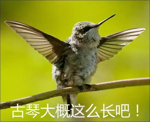 古筝和古琴的区别，古筝和古琴的区别你知道吗（你是外行看热闹）