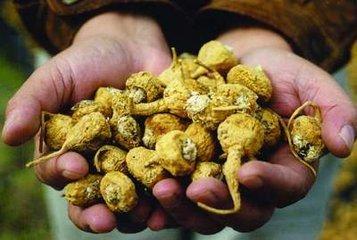 印度野生玛卡，神奇的玛卡竟是喂牲口的南美