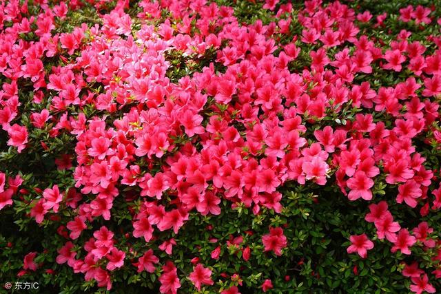 关于杜鹃的诗句，关于杜鹃花的诗句大全（诗词鉴赏花中西施-杜鹃花）