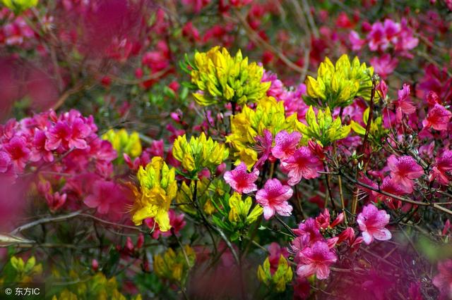 关于杜鹃的诗句，关于杜鹃花的诗句大全（诗词鉴赏花中西施-杜鹃花）