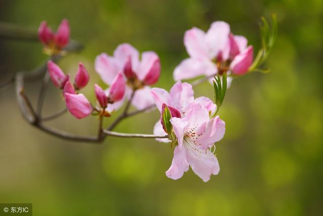 关于杜鹃的诗句，关于杜鹃花的诗句大全（诗词鉴赏花中西施-杜鹃花）