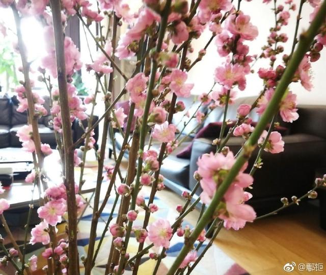 梅婷鄢颇有孩子吗，9岁女儿继承其美貌