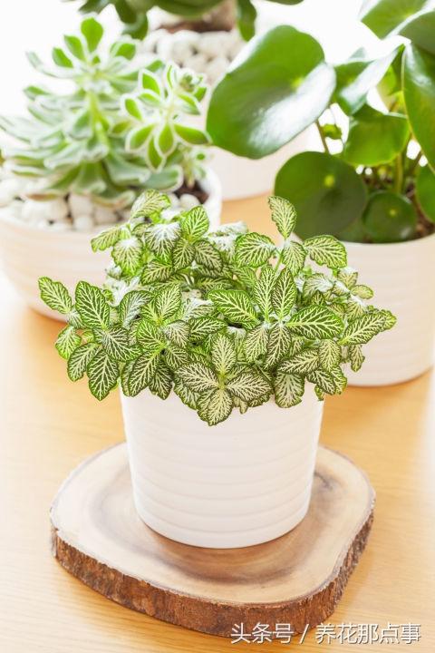 十种最适合懒人养的植物，这21种家庭常见植物想养死都难