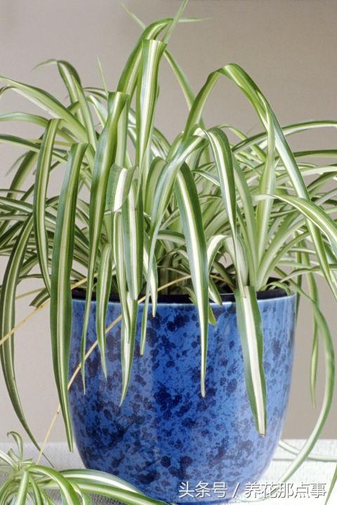 十种最适合懒人养的植物，这21种家庭常见植物想养死都难