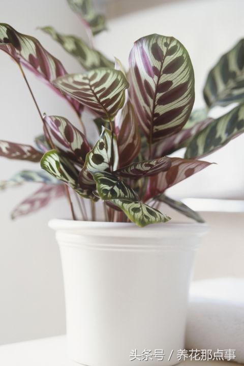 十种最适合懒人养的植物，这21种家庭常见植物想养死都难