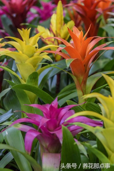 十种最适合懒人养的植物，这21种家庭常见植物想养死都难