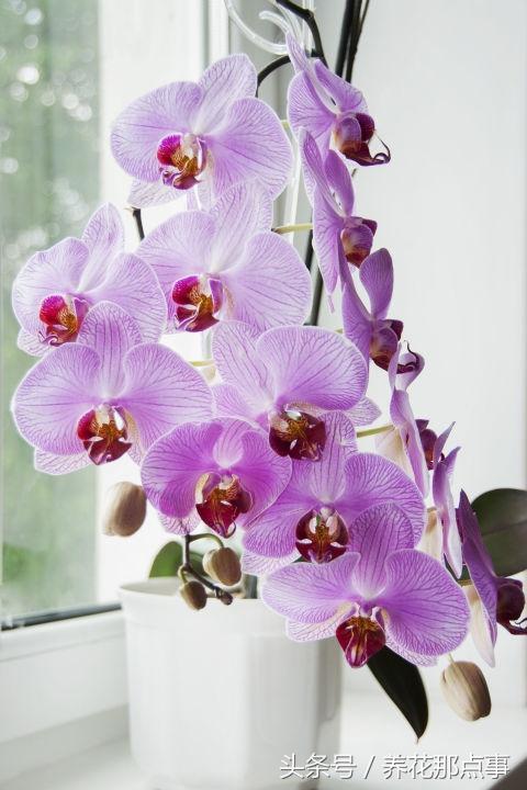 十种最适合懒人养的植物，这21种家庭常见植物想养死都难