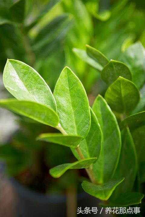 十种最适合懒人养的植物，这21种家庭常见植物想养死都难