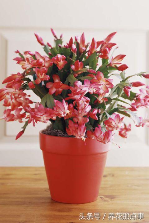 十种最适合懒人养的植物，这21种家庭常见植物想养死都难