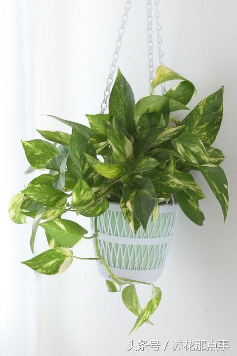 十种最适合懒人养的植物，这21种家庭常见植物想养死都难