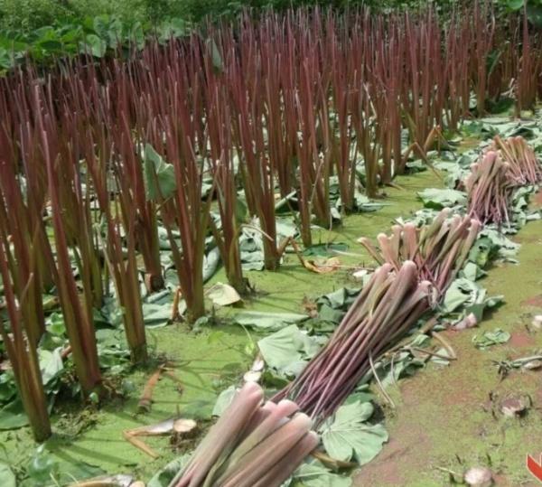 北海20大特色美食，北海20大特色美食