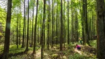 森林公园推荐一个好地方，国际森林日