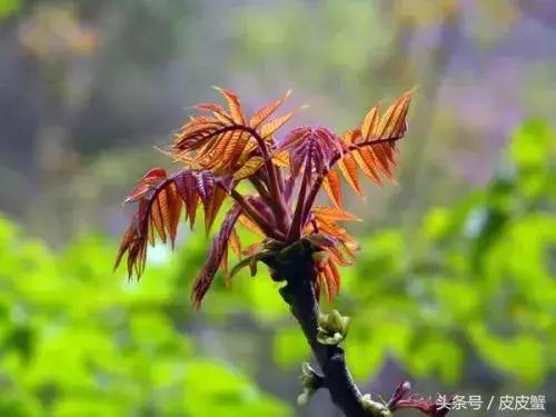 春野菜上市啦这10种上海人最爱，正宗的野菜