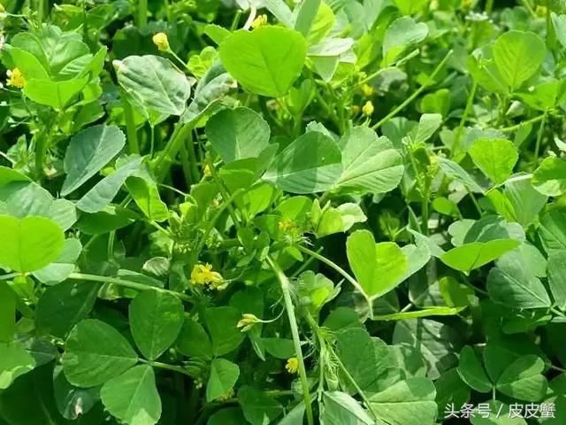 春野菜上市啦这10种上海人最爱，正宗的野菜