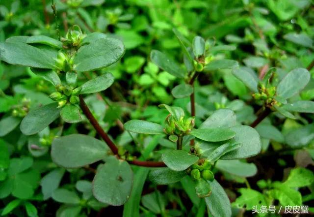 春野菜上市啦这10种上海人最爱，正宗的野菜