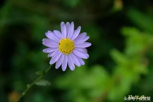 春野菜上市啦这10种上海人最爱，正宗的野菜