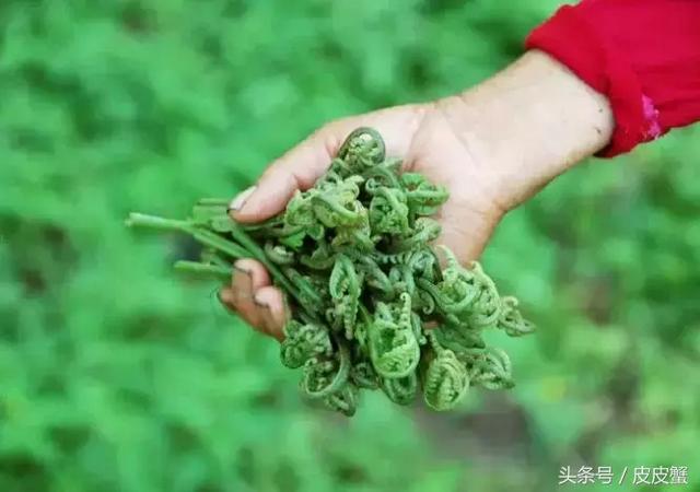 春野菜上市啦这10种上海人最爱，正宗的野菜