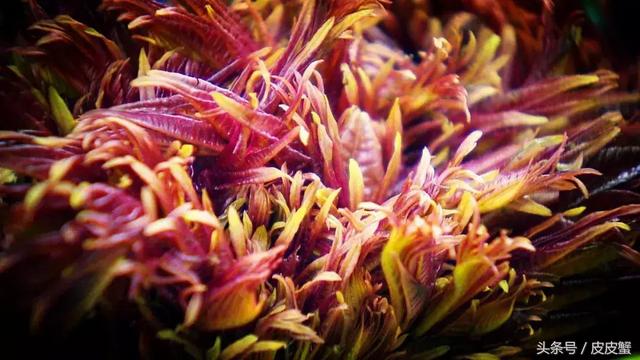 春野菜上市啦这10种上海人最爱，正宗的野菜