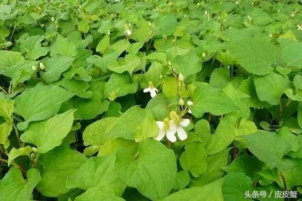 春野菜上市啦这10种上海人最爱，正宗的野菜
