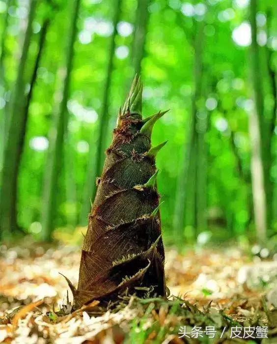 春野菜上市啦这10种上海人最爱，正宗的野菜