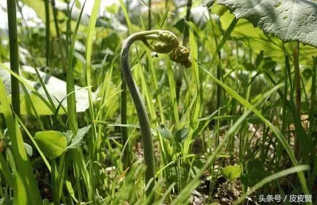 春野菜上市啦这10种上海人最爱，正宗的野菜