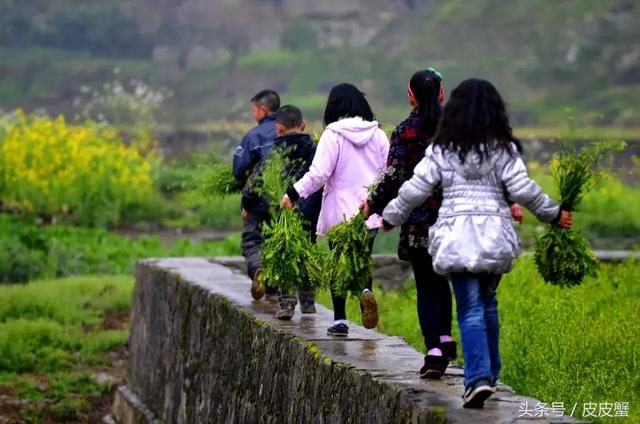 春野菜上市啦这10种上海人最爱，正宗的野菜