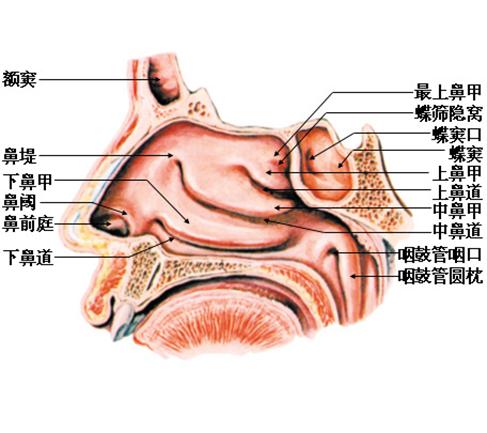 鼻部结构示意图，包括炎症、肿块、鼻腔结构变化