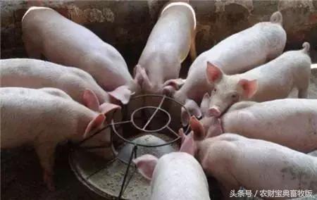 肥胖猪怎么(肥胖的小猪)