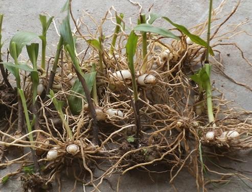 农村的野生植物大全，农村到处可见的野生植物