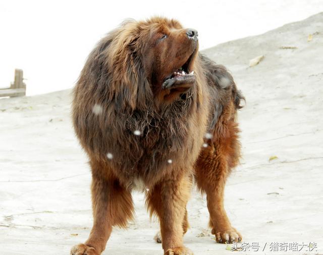世界上公认的五大恶犬，最凶猛的十大恶犬排行榜