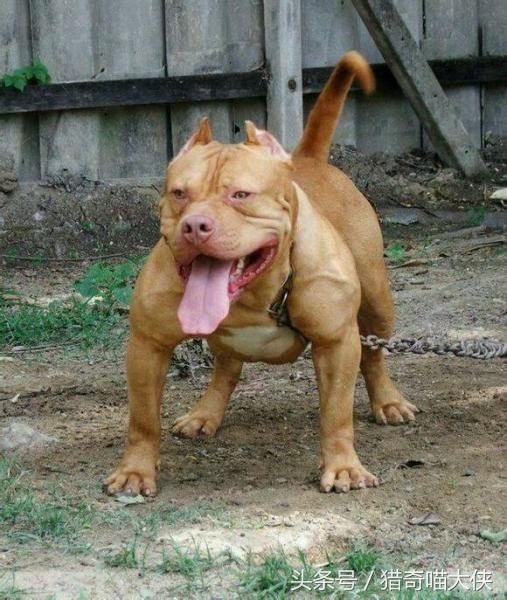 世界上公认的五大恶犬，最凶猛的十大恶犬排行榜