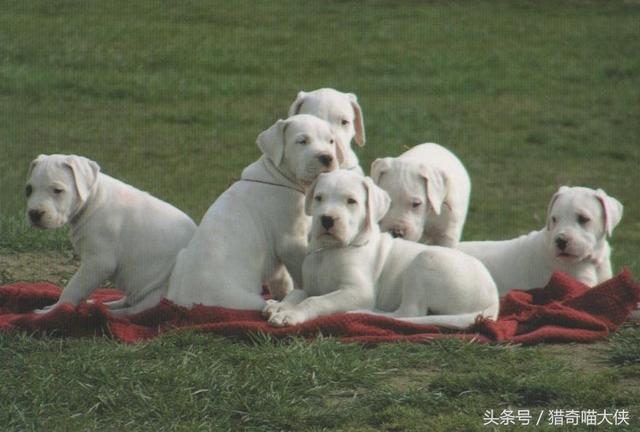 世界上公认的五大恶犬，最凶猛的十大恶犬排行榜