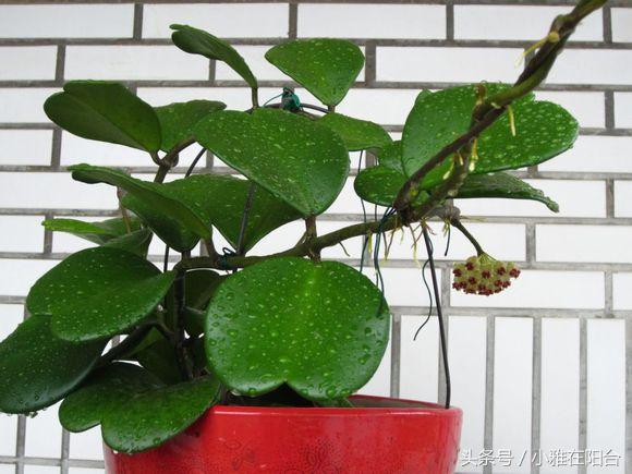 爬藤植物有哪些，一年四季不枯萎的爬藤植物（7种“爬藤花”）