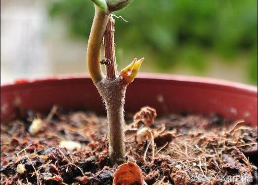 爬藤植物有哪些，一年四季不枯萎的爬藤植物（7种“爬藤花”）