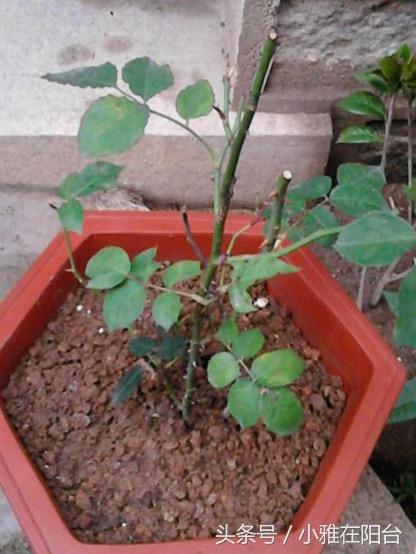 爬藤植物有哪些，一年四季不枯萎的爬藤植物（7种“爬藤花”）