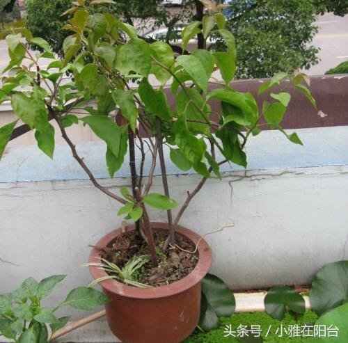 爬藤植物有哪些，一年四季不枯萎的爬藤植物（7种“爬藤花”）