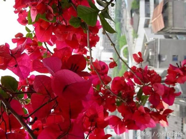 爬藤植物有哪些，一年四季不枯萎的爬藤植物（7种“爬藤花”）