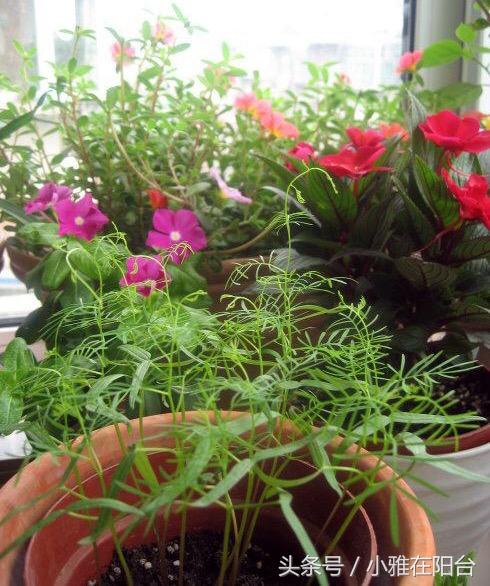 爬藤植物有哪些，一年四季不枯萎的爬藤植物（7种“爬藤花”）