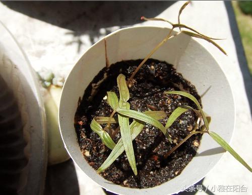 爬藤植物有哪些，一年四季不枯萎的爬藤植物（7种“爬藤花”）