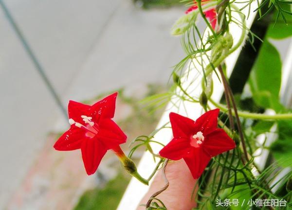 爬藤植物有哪些，一年四季不枯萎的爬藤植物（7种“爬藤花”）