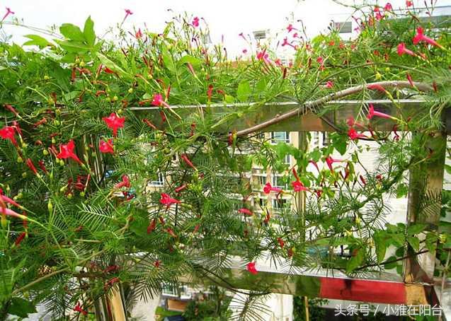 爬藤植物有哪些，一年四季不枯萎的爬藤植物（7种“爬藤花”）